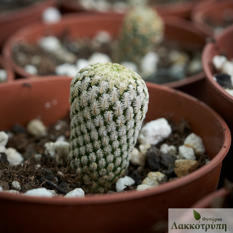 Mammillaria pectinifera