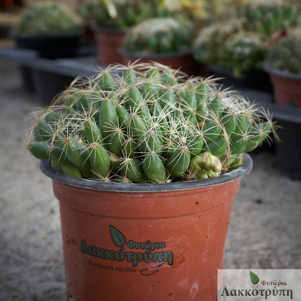 Mammillaria sphaerica  Cyprus Cactus