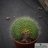 Mammillaria spinosissima  Un Pico crestata