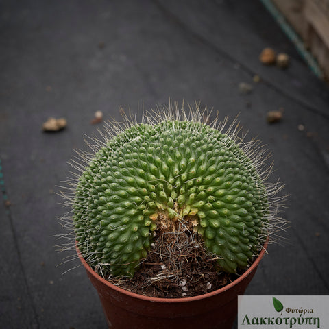 Mammillaria spinosissima Un Pico crestata – Cyprus Cactus