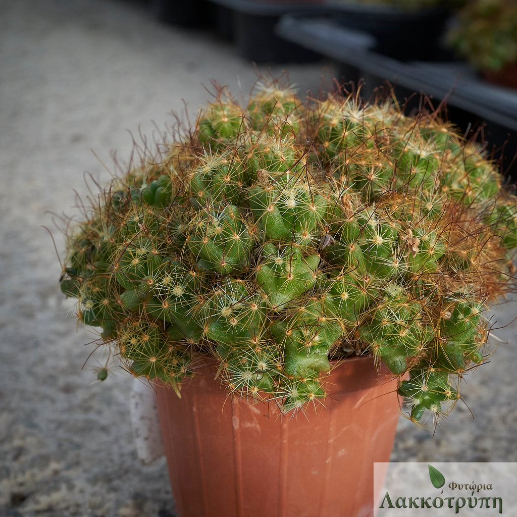 Mammillaria surculosa – Cyprus Cactus