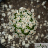 Mammillaria theresae. Grafted.