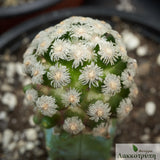 Mammillaria theresae. Grafted.