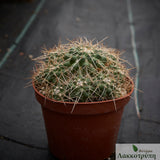 Mammillaria tolimensis longispina