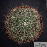 Mammillaria tolimensis longispina