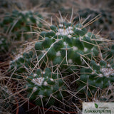 Mammillaria tolimensis longispina