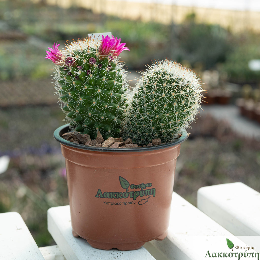 Mammillaria bella – Cyprus Cactus