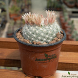 Mammillaria candida