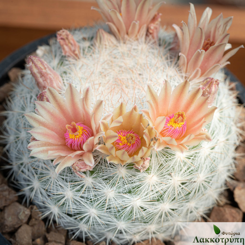 Mammillaria candida – Cyprus Cactus