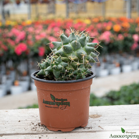 Mammillaria centricirrha