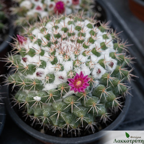 Mammillaria compressa