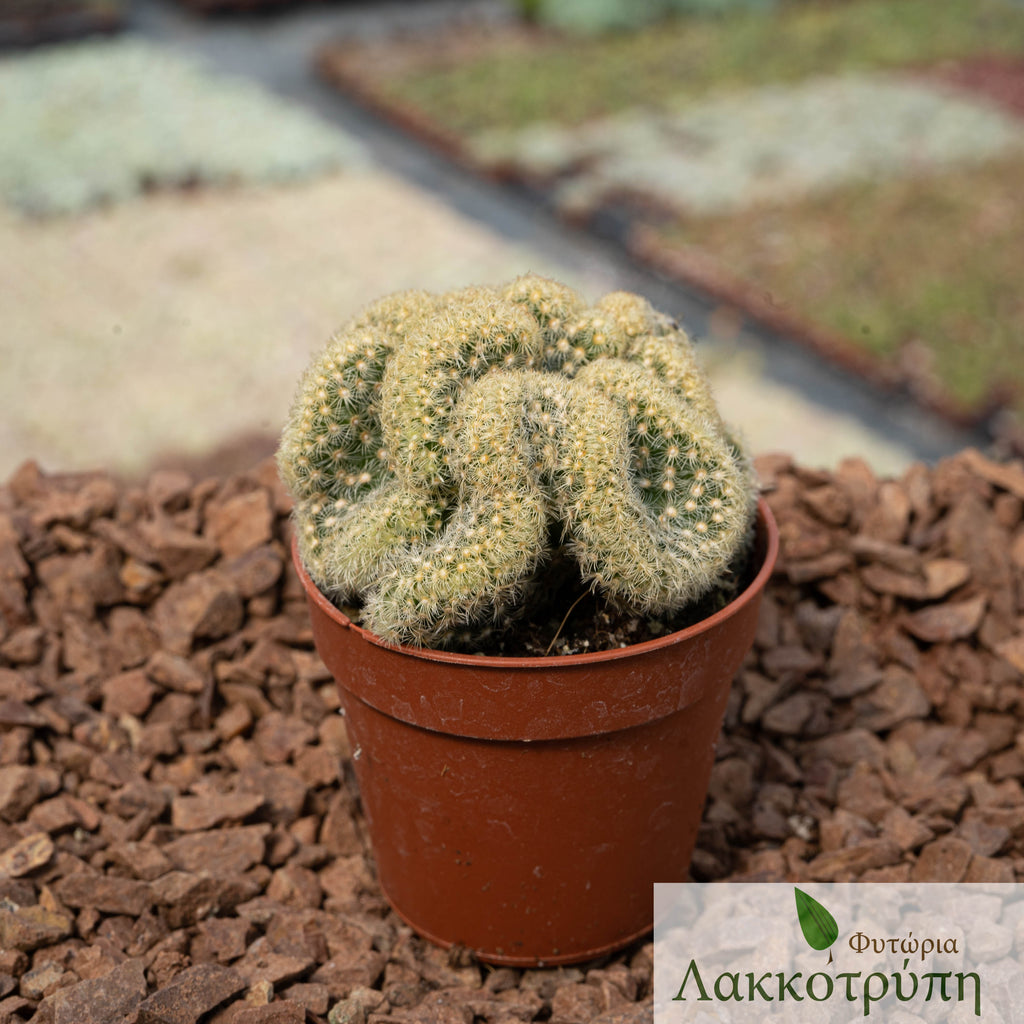 Mammillaria elongata cristata  Cyprus Cactus