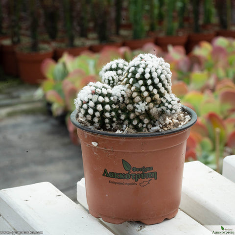 Mammillaria gracilis  oruga