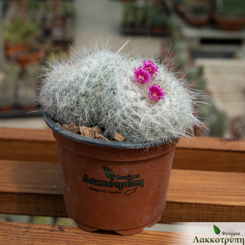 Mammillaria hahniana