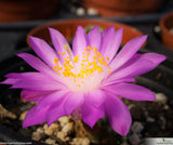 Mammillaria haudeana