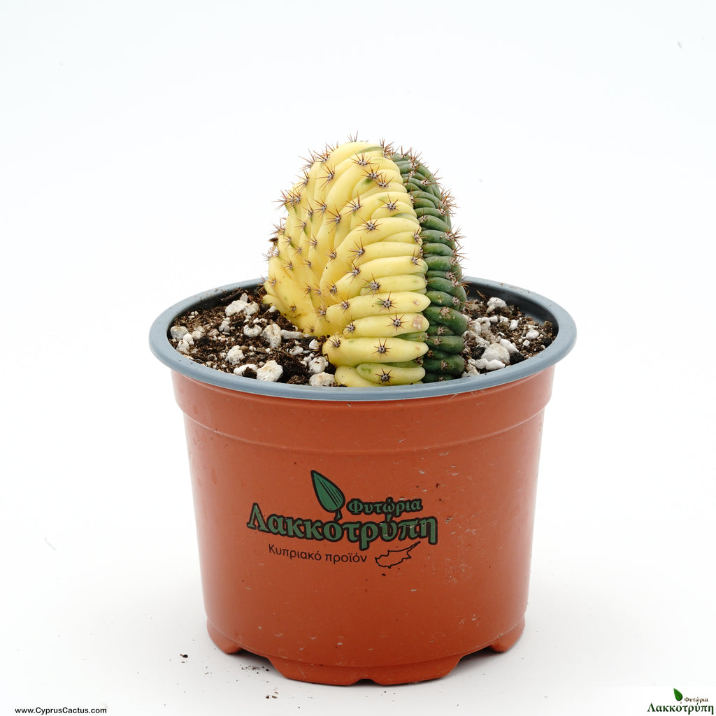 trichocereus pachanoi cristata variegata Trichocereus pachanoi cristate variegated ( San pedro ) – Cyprus Cactus