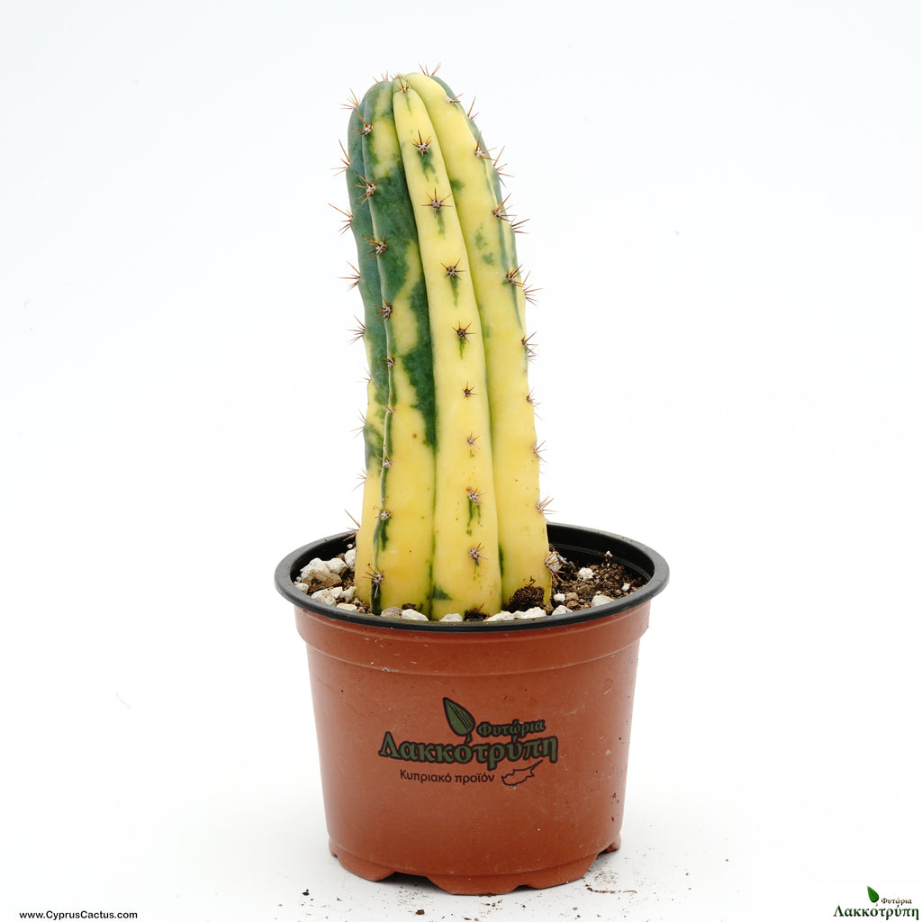 trichocereus pachanoi variegata Trichocereus pachanoi variegated ( San Pedro ) – Cyprus Cactus