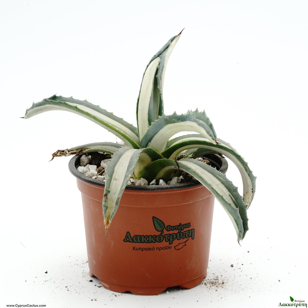 Agave Americana mediopicta alba – Cyprus Cactus