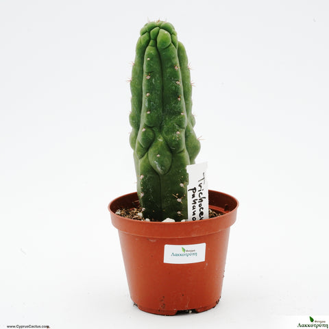 san pedro monstrose cactus Trichocereus pachanoi monstrosa ( San Pedro ) – Cyprus Cactus