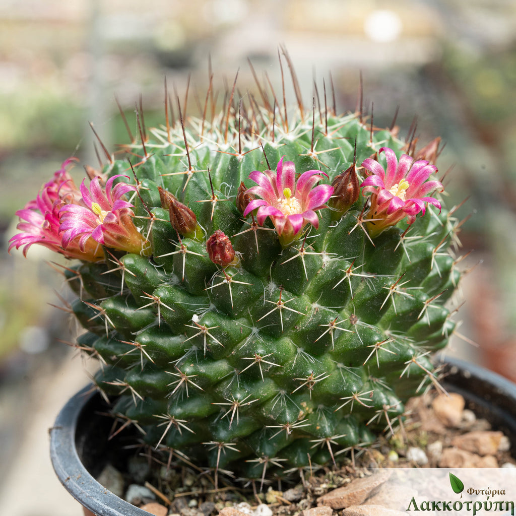 Mammillaria mystax – Cyprus Cactus