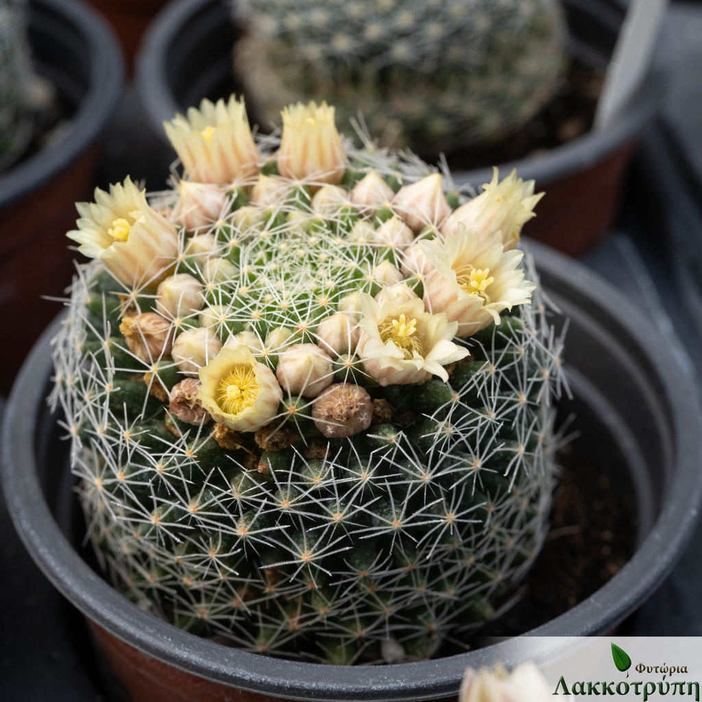 Mammillaria picta  Cyprus Cactus