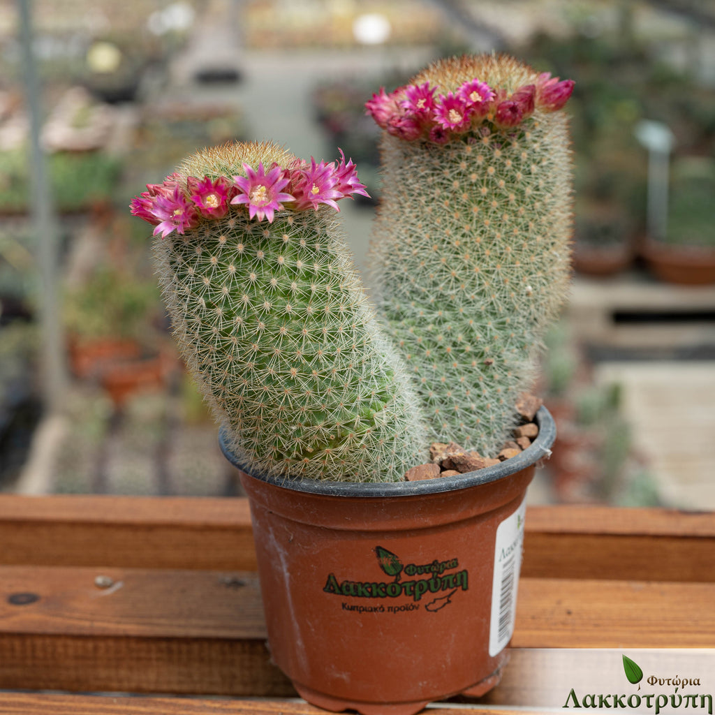 Mammillaria pilcayensis – Cyprus Cactus