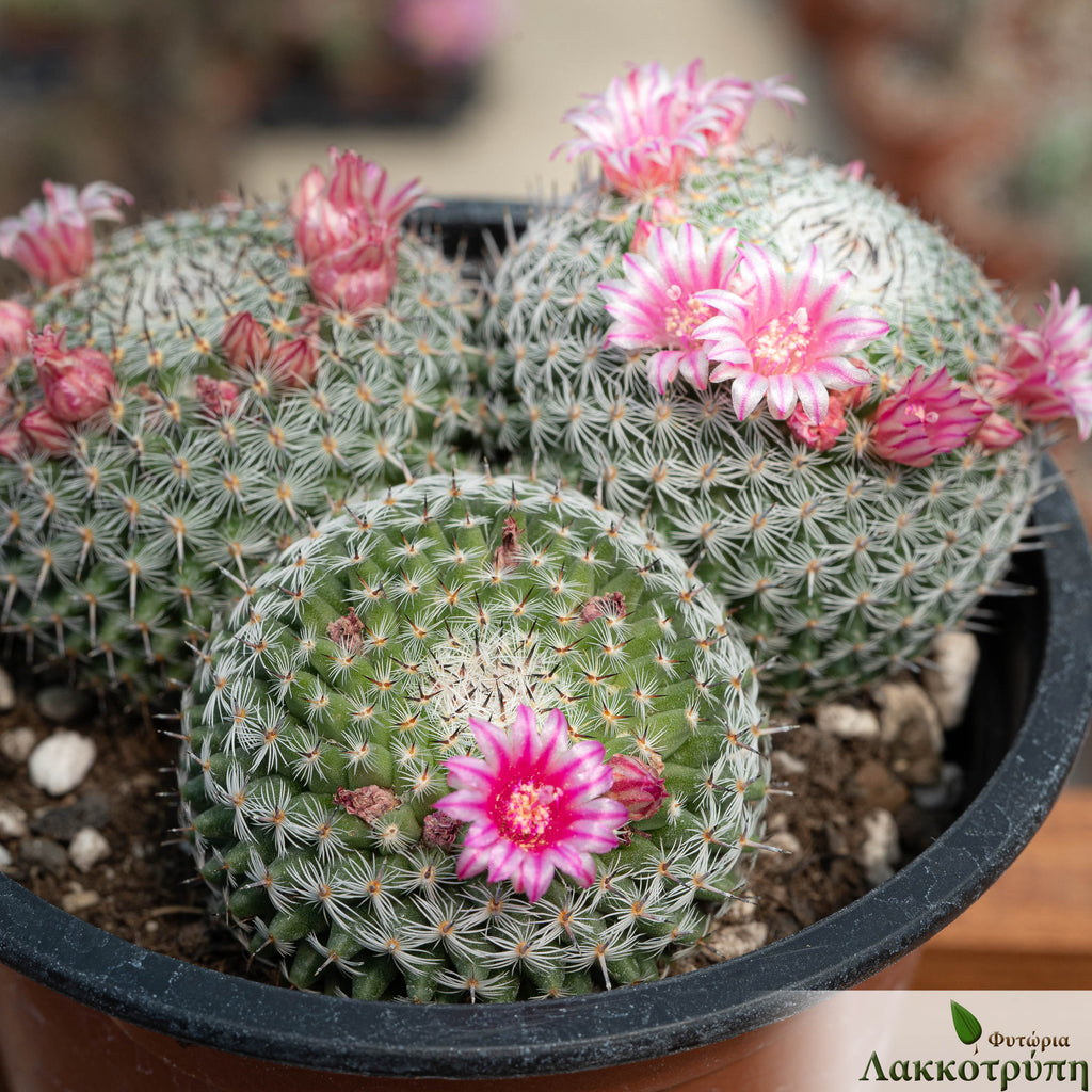 Mammillaria pseudoperbella – Cyprus Cactus