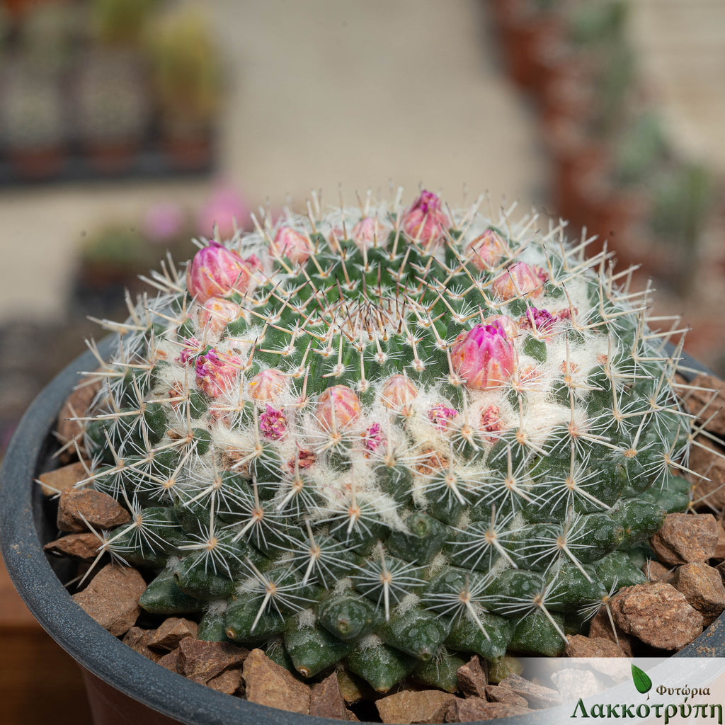 Mammillaria sempervivi – Cyprus Cactus
