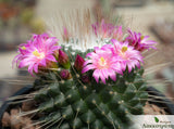 Mammillaria spinosissima un pico