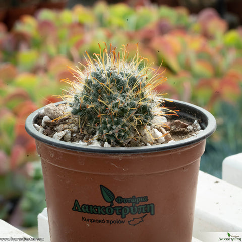 Mammillaria x Toumeya papyracantha hybrid