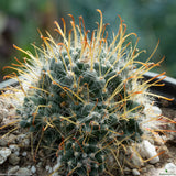 Mammillaria x Toumeya papyracantha hybrid