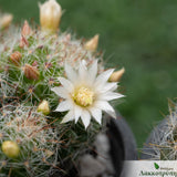 Mammillaria zeilmanniana