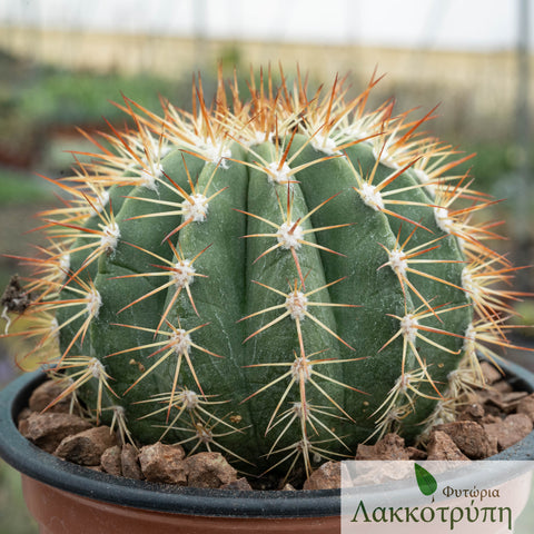 Melocactus broadwayi