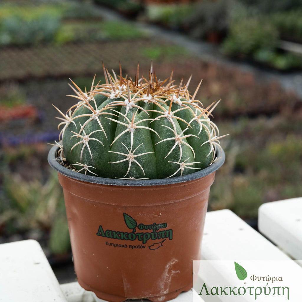 Melocactus glaucescens – Cyprus Cactus