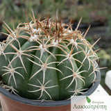 Melocactus glaucescens