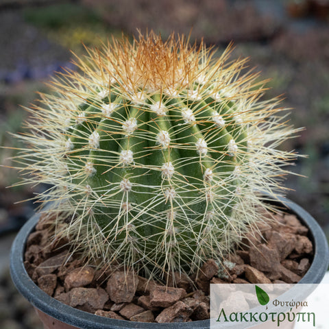 Melocactus perezassoi