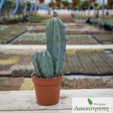 Mytrillocactus geometrizans