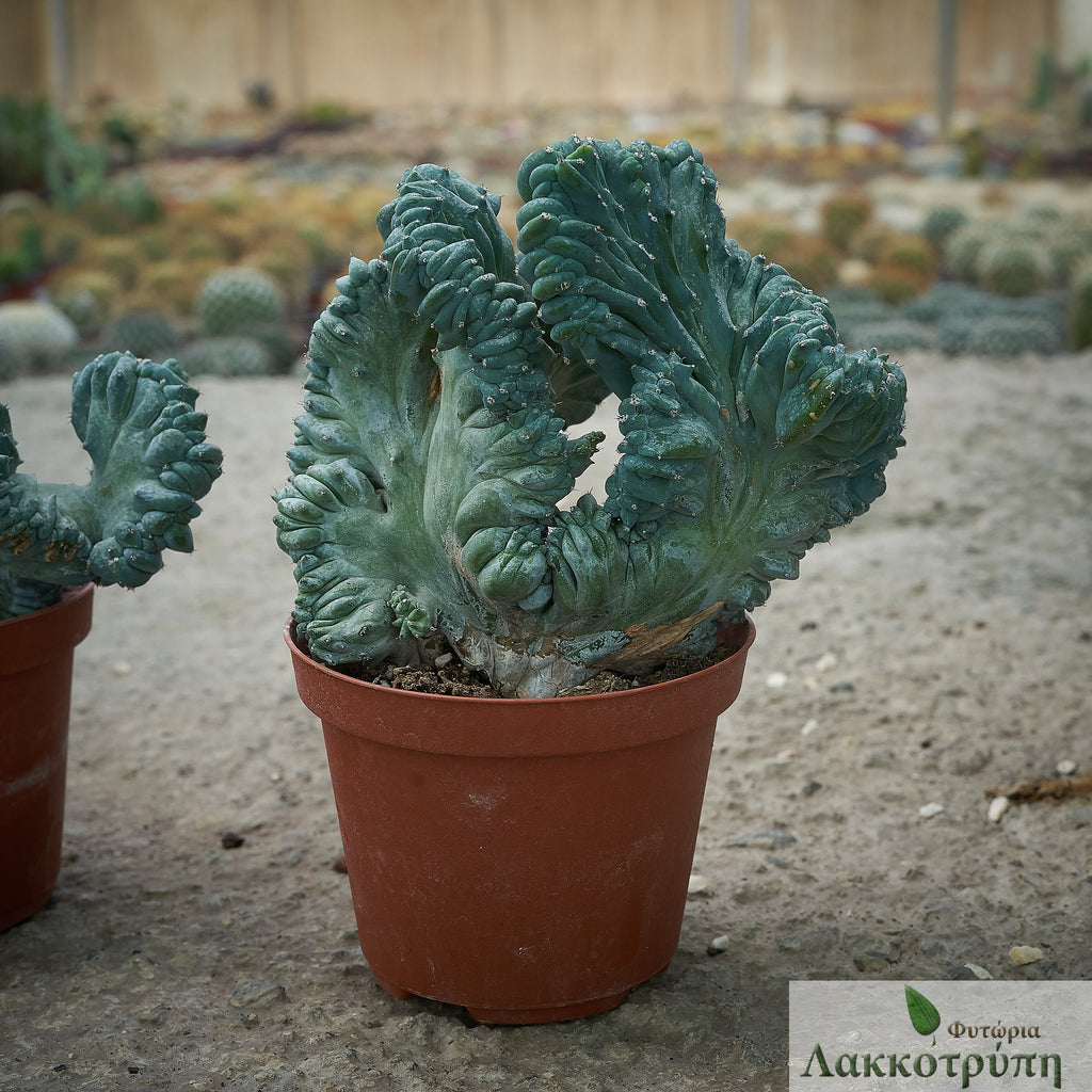 Rara Pianta Grassa Myrtillocactus Geometrizans Crestato Var. Strictum | Cactus Crestato, Da Pieno Sole, Forma Scultorea