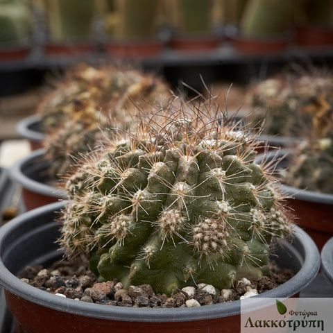 Neoporteria sp.