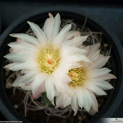 Neoporteria paucicostata