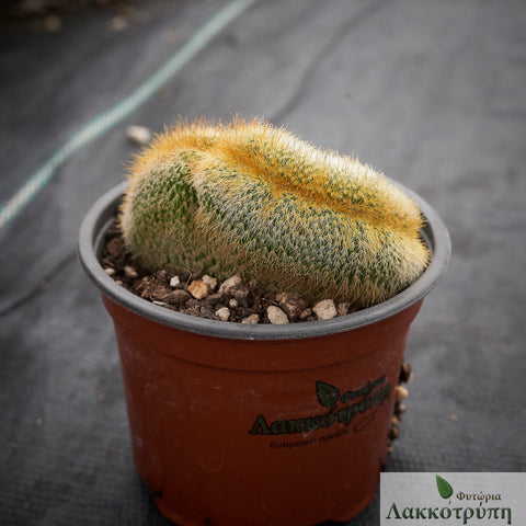 Notocactus leninghausii cristata