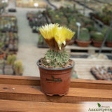 Notocactus buiningii