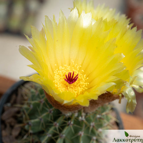 Notocactus buiningii