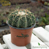 Notocactus erinaceus