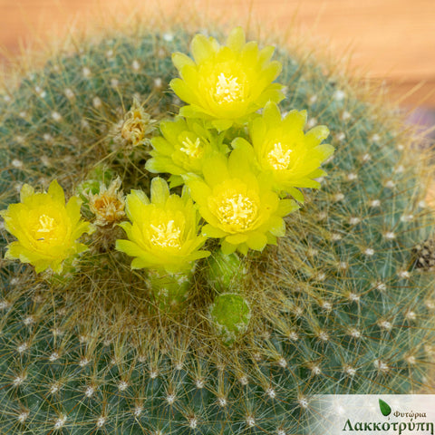 Parodia haselbergii graessneri