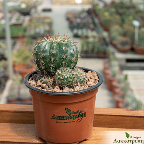 Notocactus ottonis