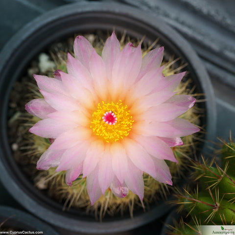 Notocactus roseoluteus