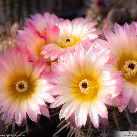 Parodia Rutilans Parodia rutilans – Cyprus Cactus