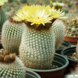 Parodia scopa