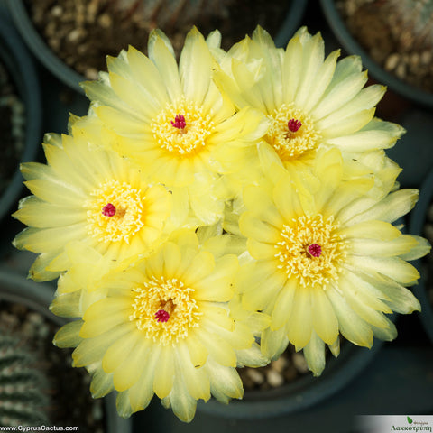 Parodia scopa